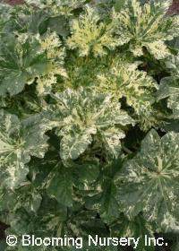 Lavatera arborea 'Variegata'